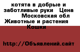 котята в добрые и заботливые руки › Цена ­ 100 - Московская обл. Животные и растения » Кошки   